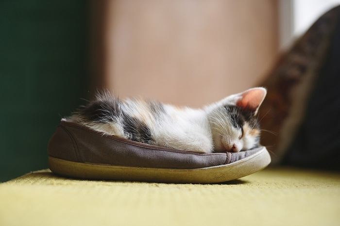 Um gato enrolado e dormindo dentro de um sapato, exibindo um local de descanso peculiar e aconchegante escolhido pelo felino.