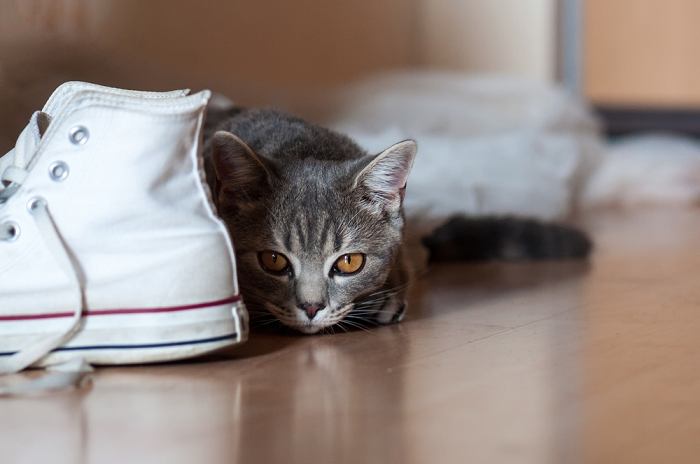 Imagem extravagante de um gato escondido entre uma coleção de sapatos.