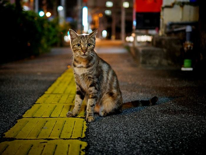 Gato sênior apresentando sinais de doença.