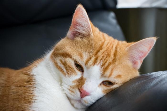 Gato doente destacando a importância de reconhecer e abordar os problemas de saúde felinos.