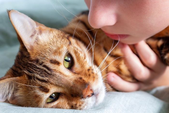 Gato doente exibindo sinais de doença.