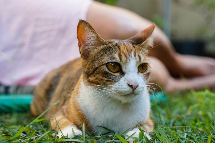 A imagem captura um gato sentado de maneira serena, aparentemente ignorando seu dono.