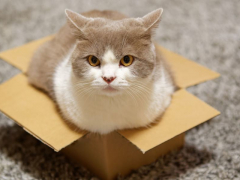 Captivating image of a cat comfortably sitting inside a box, showcasing their affinity for cozy and enclosed spaces.