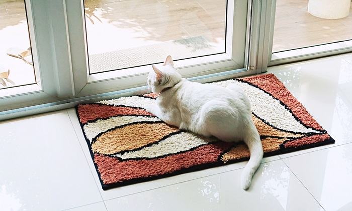 Imagem serena de um gato sentado num tapete macio, irradiando relaxamento e contentamento num ambiente tranquilo.