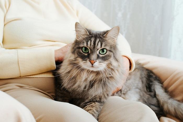 Gato contente sentado confortavelmente no colo de uma mulher, destacando a ligação especial entre o felino e o humano.