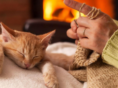 A content cat sitting comfortably on a person's lap, enjoying a moment of closeness and companionship.