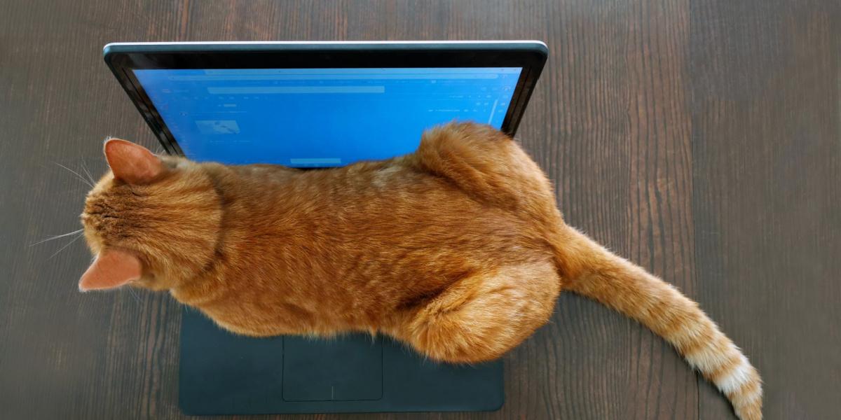 Imagem de um gato empoleirado no teclado de um laptop, incorporando uma mistura de curiosidade e companheirismo em um ambiente moderno.