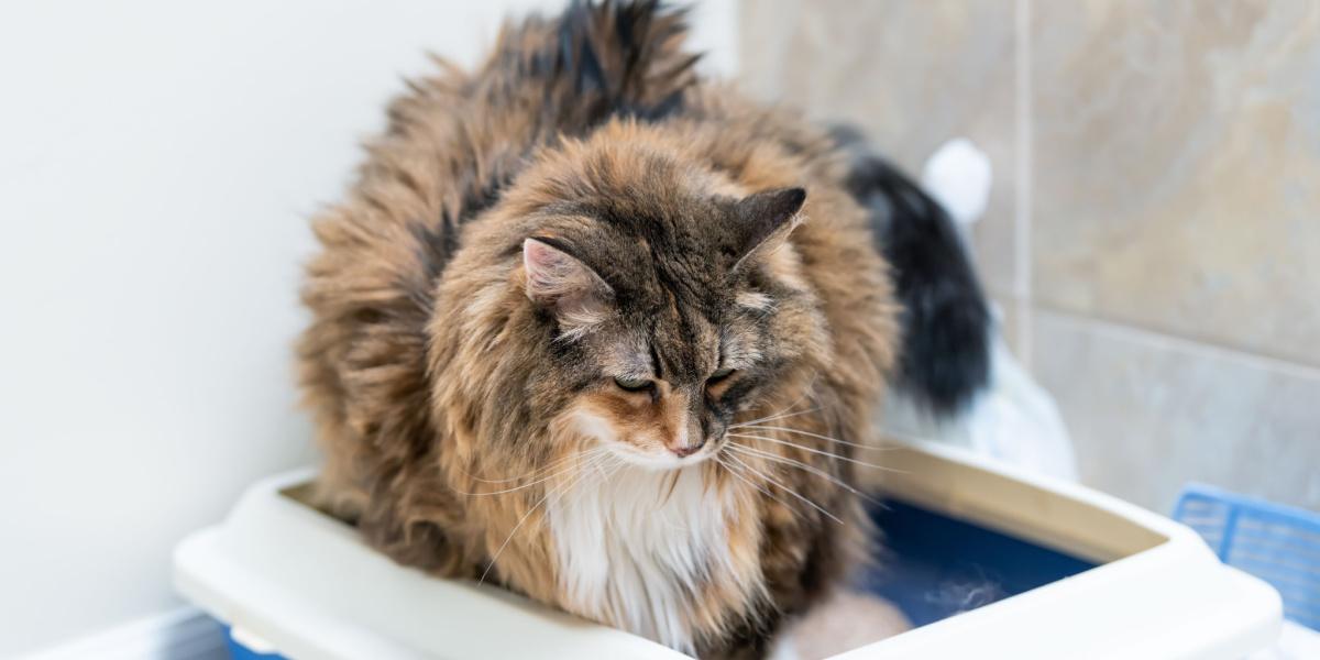 Gato fazendo cocô ou xixi em uma caixa sanitária.