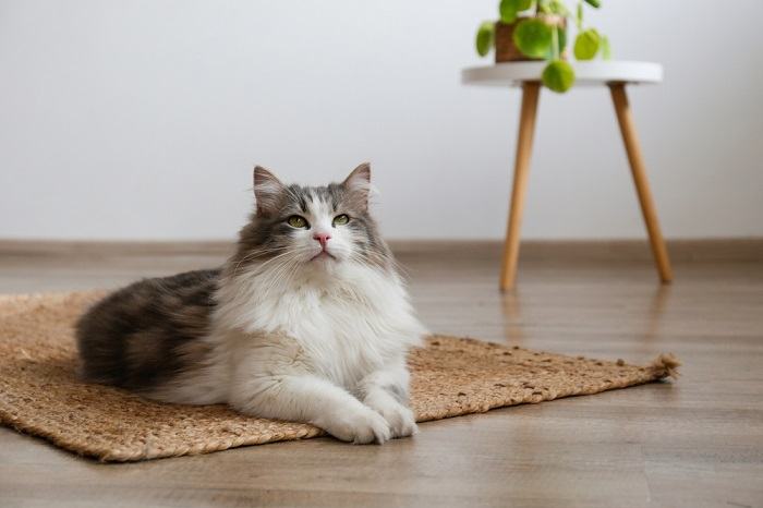 Gato sentado graciosamente sobre um tapete, incorporando uma sensação de calma e elegância ao seu redor.