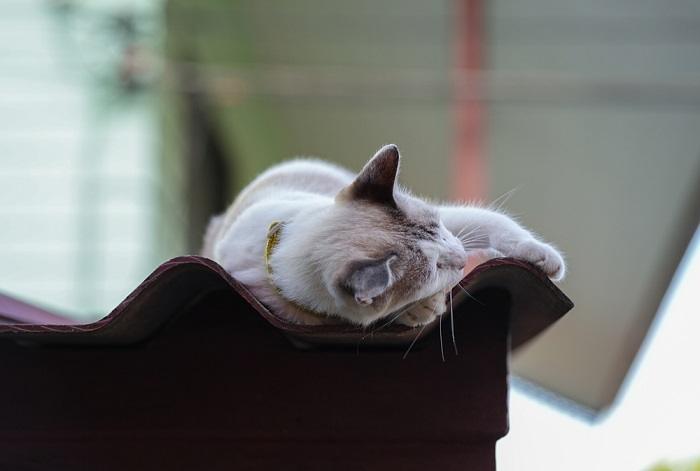 Gato sereno dormindo pacificamente em um telhado, aproveitando o calor e a tranquilidade de seu poleiro elevado.