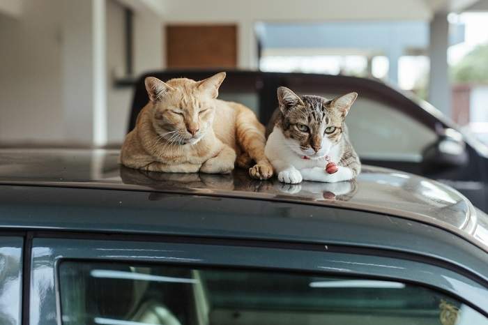 Imagem de um gato dormindo confortavelmente no teto de um carro, demonstrando a curiosidade felina e sua capacidade de encontrar locais aconchegantes para relaxar.