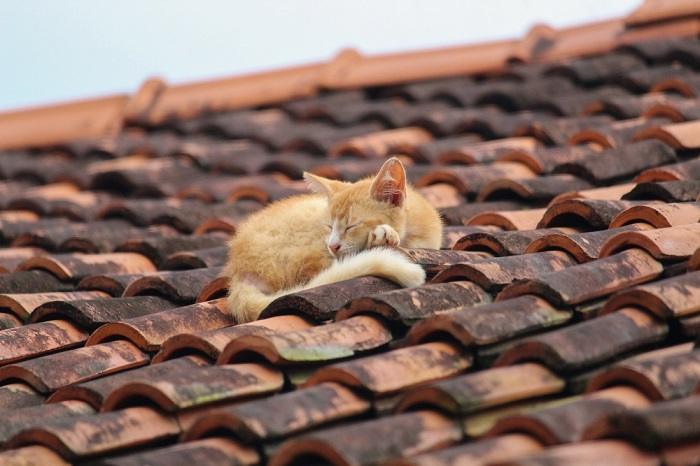 Gato satisfeito descansando em uma telha, aproveitando um local aconchegante e elevado para uma soneca tranquila.