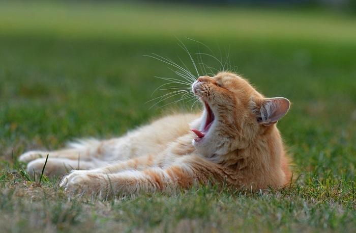 Uma imagem encantadora que captura um gato sonolento bocejando, mostrando seus olhos sonolentos, boca aberta e postura levemente caída, transmitindo uma sensação de adorável sonolência e relaxamento.