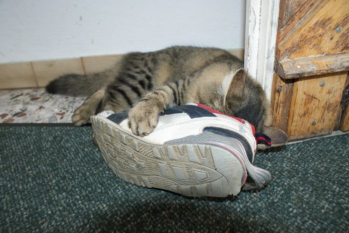 Uma imagem que captura um gato cheirando um par de sapatos.