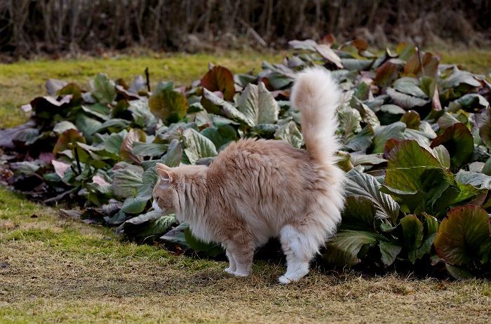 Gato exibindo comportamento de pulverização, marcando seu território com urina, comportamento comum em felinos.