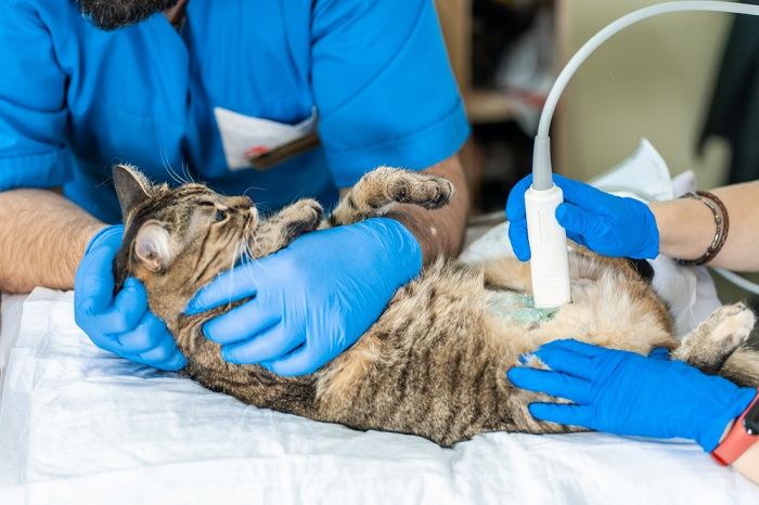 Ultrassom de gato no veterinário.