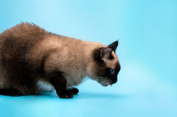 Gato sentado com a língua de fora