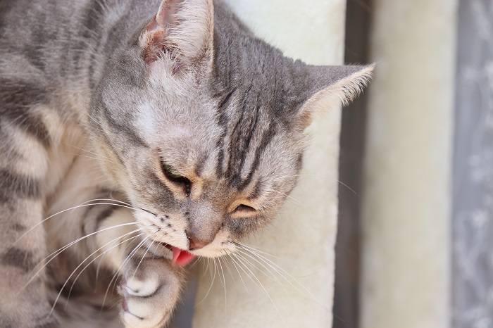 Preparação de gatos.