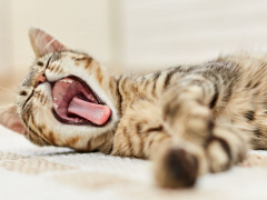 An adorable image of a cat caught in mid-yawn, showcasing its wide-open mouth, extended tongue, and stretched jaws, revealing a classic feline behavior.