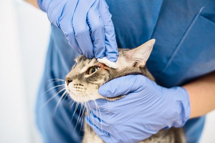 veterinário limpando abscessos de gatos