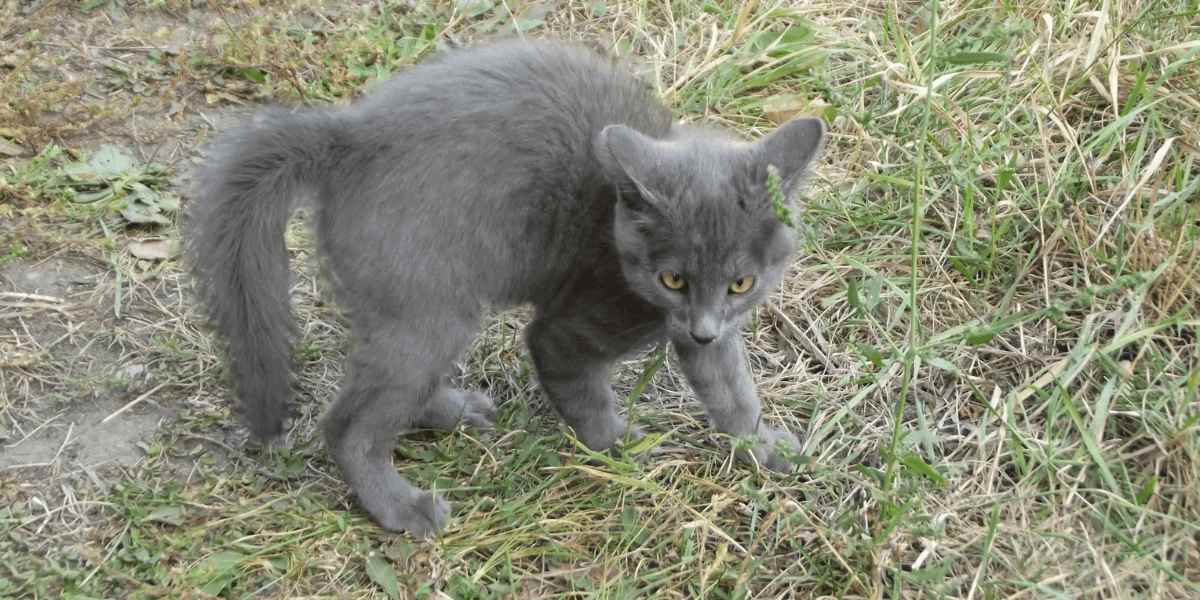 Gato exibindo uma postura lúdica de 'caranguejo'.