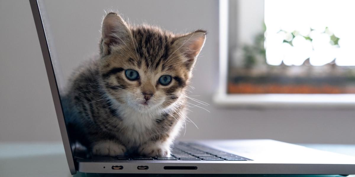 Imagem cativante de um gatinho fofo sentado em um laptop, exalando inocência e curiosidade enquanto explora o computador.