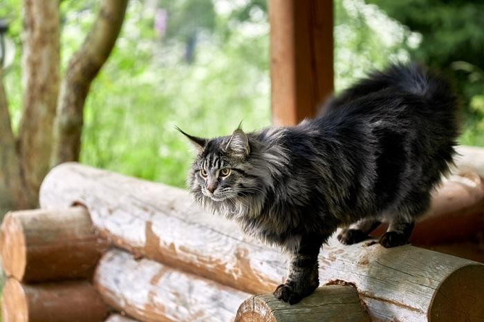 A imagem retrata um gato fofo caminhando graciosamente.