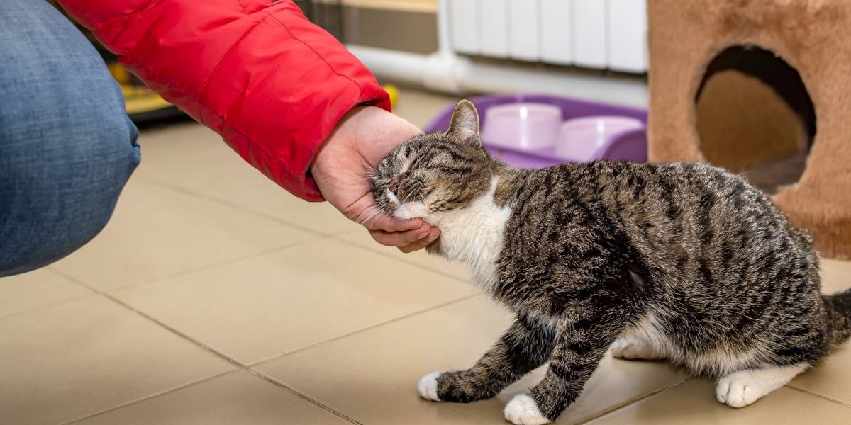 A imagem retrata uma cena comovente de um gato praticando movimentos de bandeirinhas ou esfregando a cabeça.