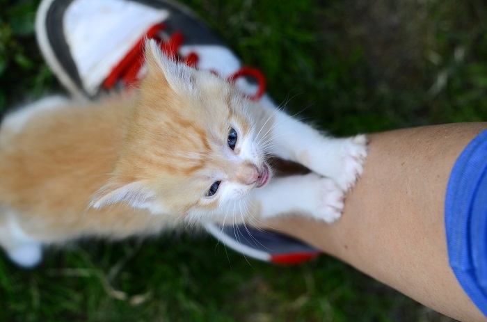 Um gatinho brincalhão inclinando-se e arranhando alguma coisa.