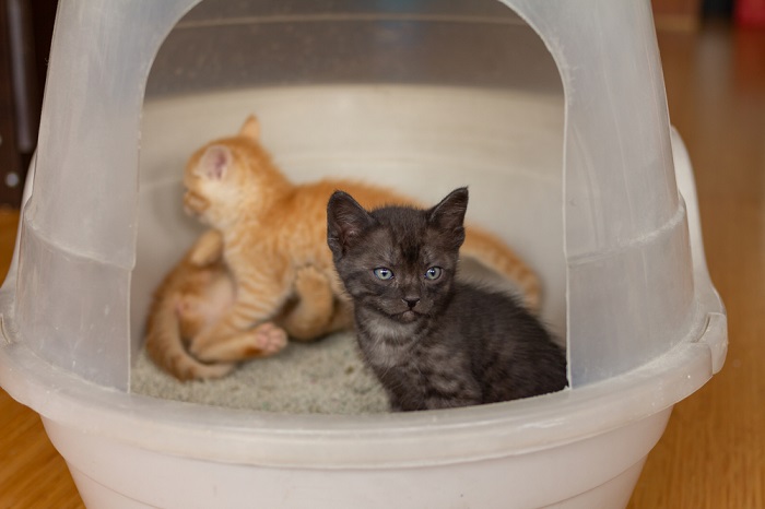 gatinhos em sua caixa de areia