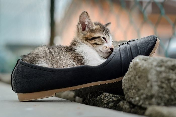 Uma imagem adorável que captura um gatinho confortavelmente aninhado entre uma coleção de sapatos.