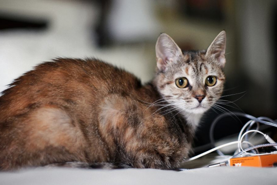7 Sinais de que seu Gato Está se Sentindo Sozinho