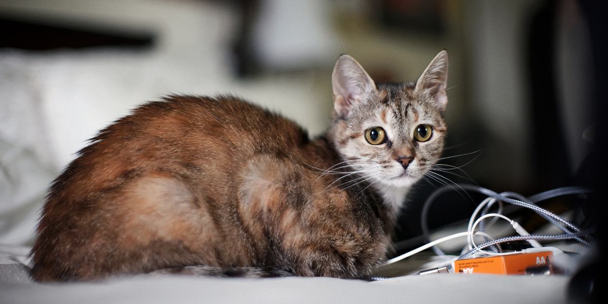 Uma imagem evocativa retratando um gato solitário.