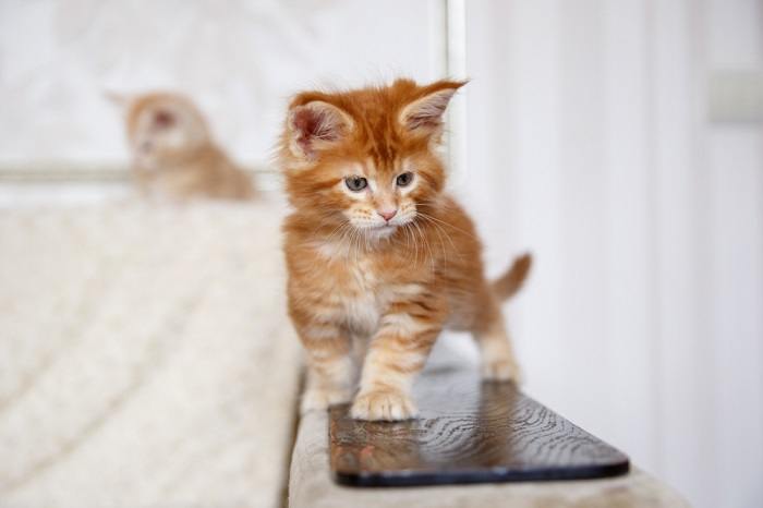 Gatinho Maine Coon