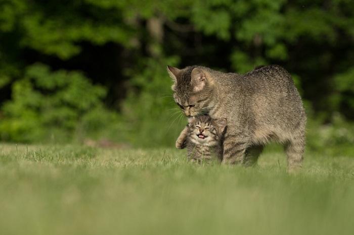 Mãe gata com seu gatinho