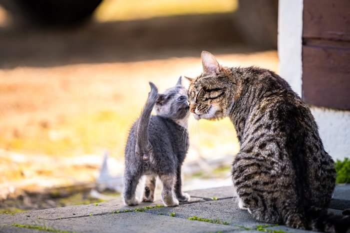 Imagem comovente de uma mãe gata abraçando amorosamente seu gatinho.