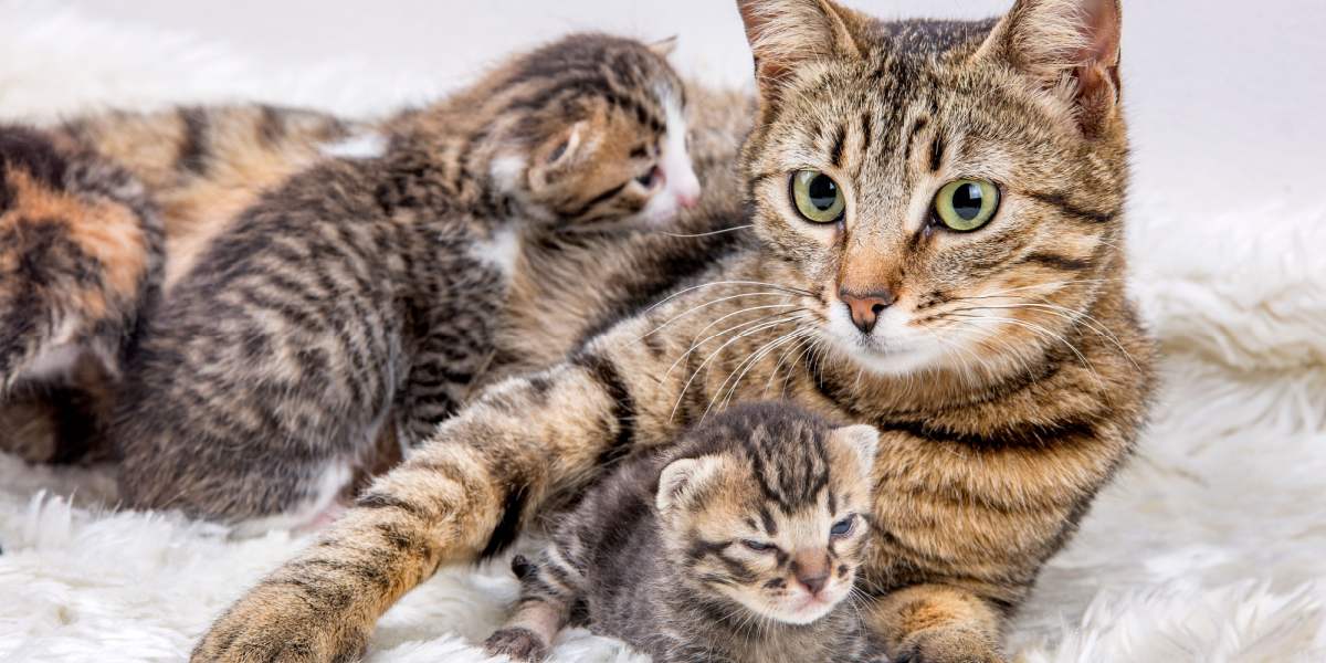 Imagem terna mostrando uma mãe gata e seu adorável gatinho.