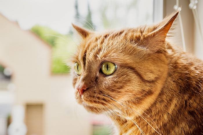 Posição da orelha do gato de lado e para trás.