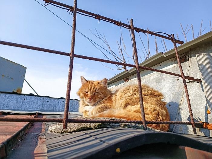 Imagem de um gato laranja dormindo confortavelmente em um telhado, mostrando a adaptabilidade felina e seu talento para encontrar locais de descanso únicos.