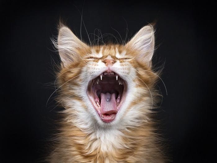 Uma imagem envolvente de um gato malhado vermelho pego no meio de um bocejo, com a boca bem aberta, mostrando os dentes e a língua, capturando um momento sincero de expressão e comportamento felino.