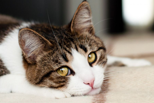 7 Maneiras pelas quais você pode estar prejudicando os sentimentos do seu gato
