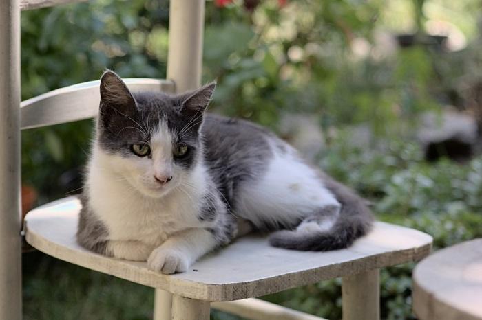 Um majestoso gato senta-se orgulhosamente, exalando confiança com sua aparência marcante e comportamento majestoso.