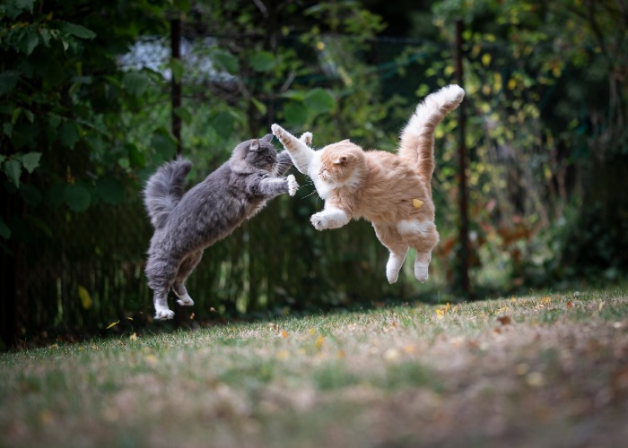 Gatos voando no ar lutando