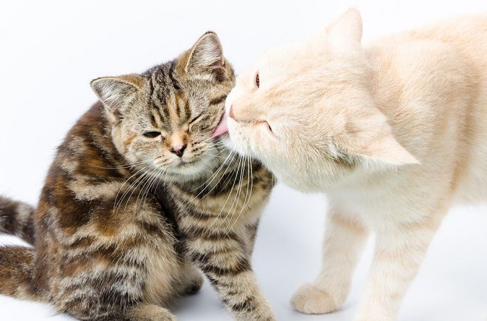 Foto de dois gatos engajados em cuidados recíprocos, demonstrando uma interação harmoniosa e afetuosa entre companheiros felinos.