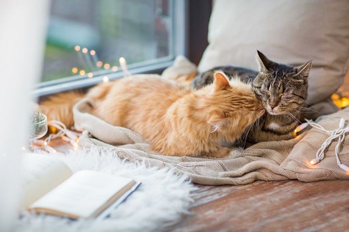 Dois gatos aninhados confortavelmente sob um cobertor com tema natalino