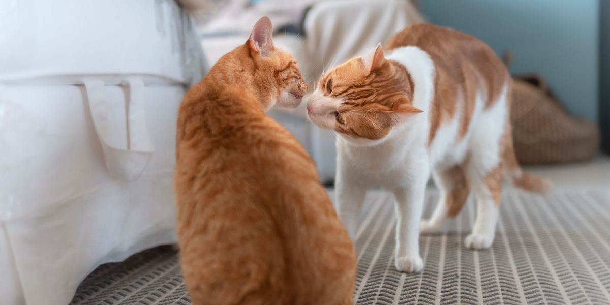 Uma imagem que retrata dois gatos envolvidos em uma interação farejadora, um comportamento comum entre os gatos para explorar cheiros e estabelecer laços sociais por meio da comunicação olfativa.