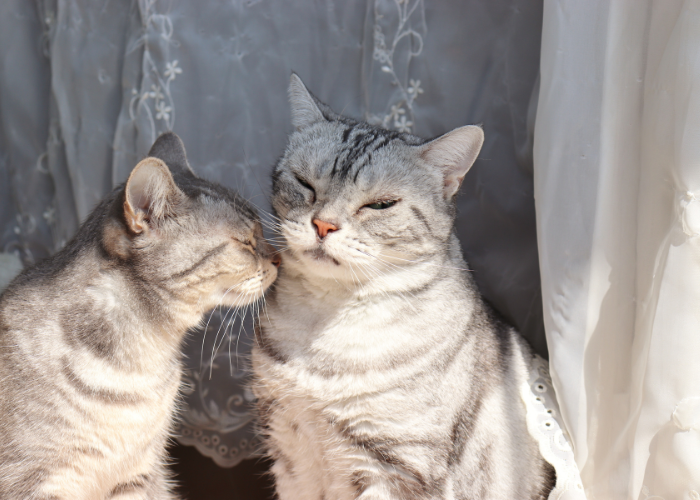 por quanto tempo os gatos se lembram de outros gatos?