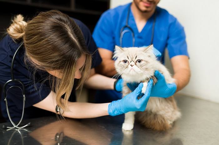 Gato de nariz arrebitado sendo examinado no veterinário