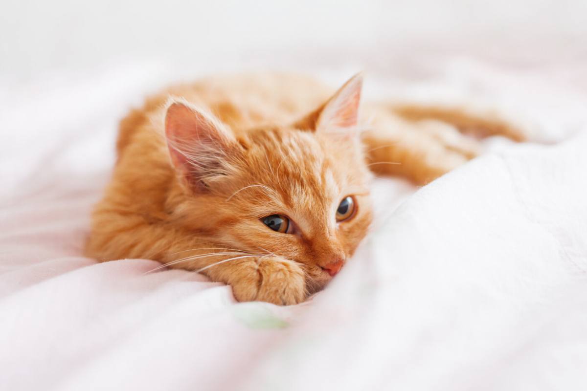 A imagem captura um gato acordando, mostrando sua transição do estado de repouso para o estado de alerta.