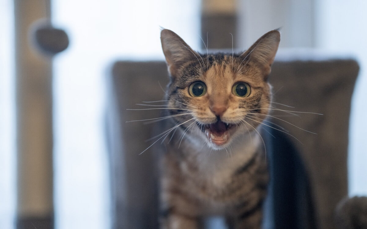 Gato uivando noturno no escuro.